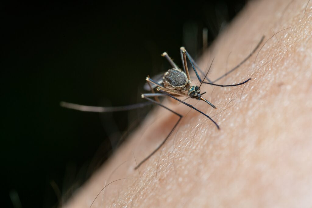 Mosquitoes in Cuba: All You Need to Know