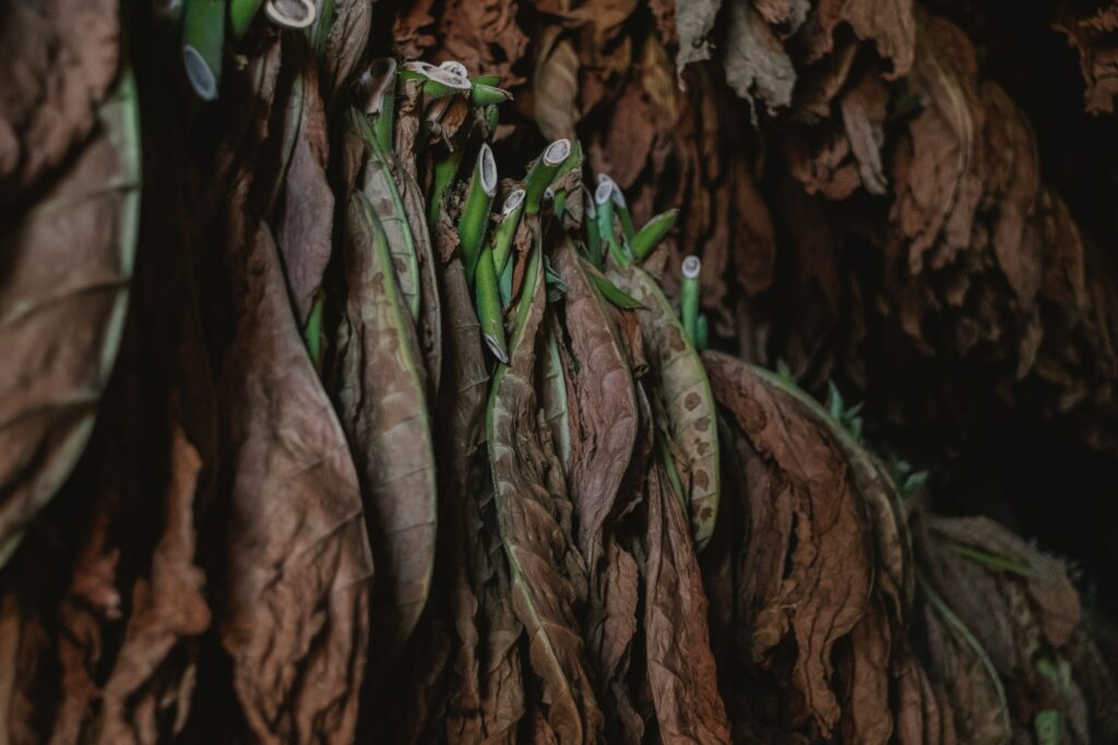 Magical Viñales - special