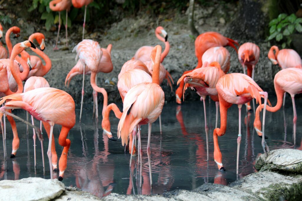 wildlife in cuba flamingos