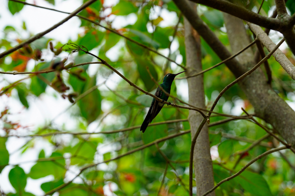 wildlife-in-cuba